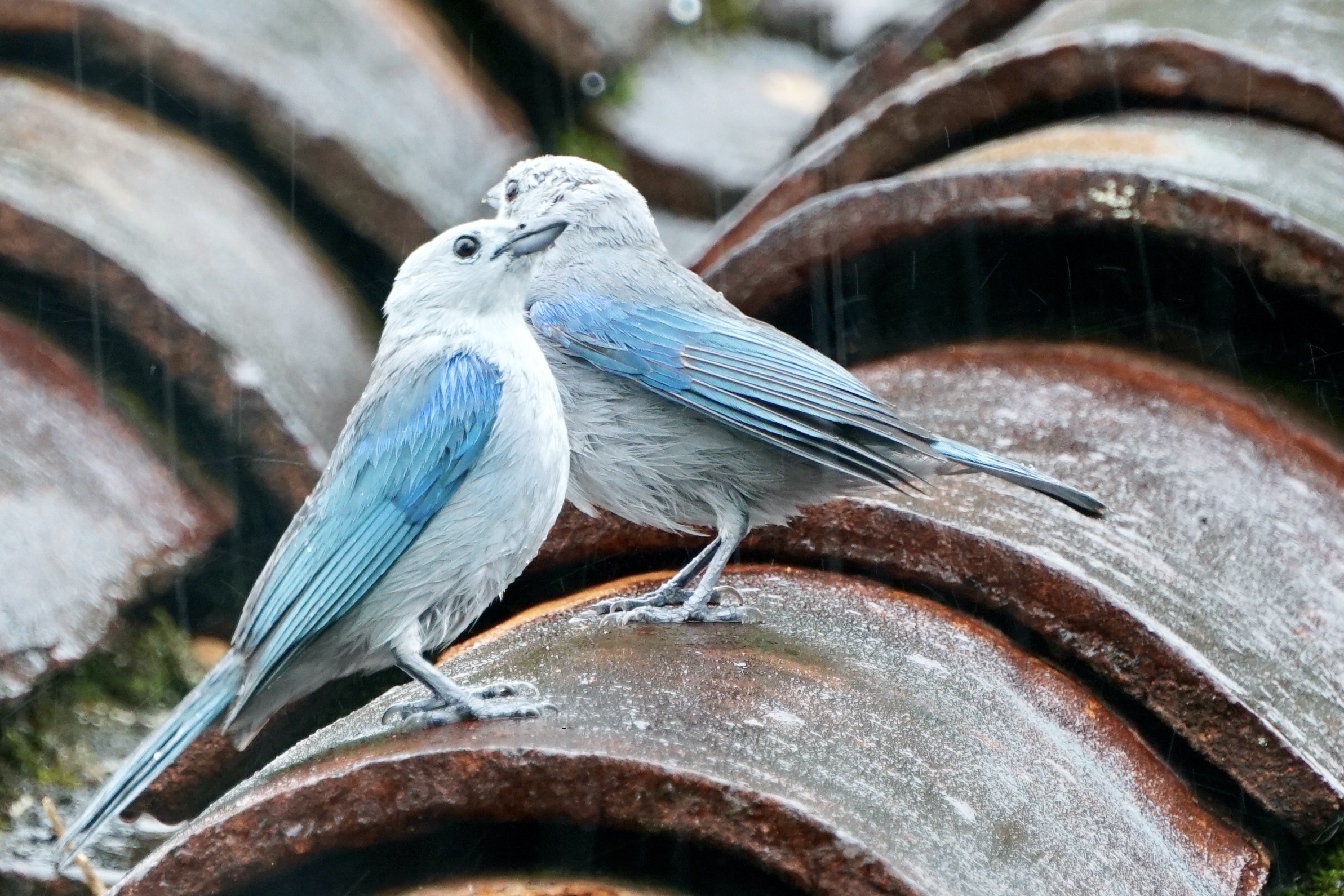 Fill your page with the smallest detail.