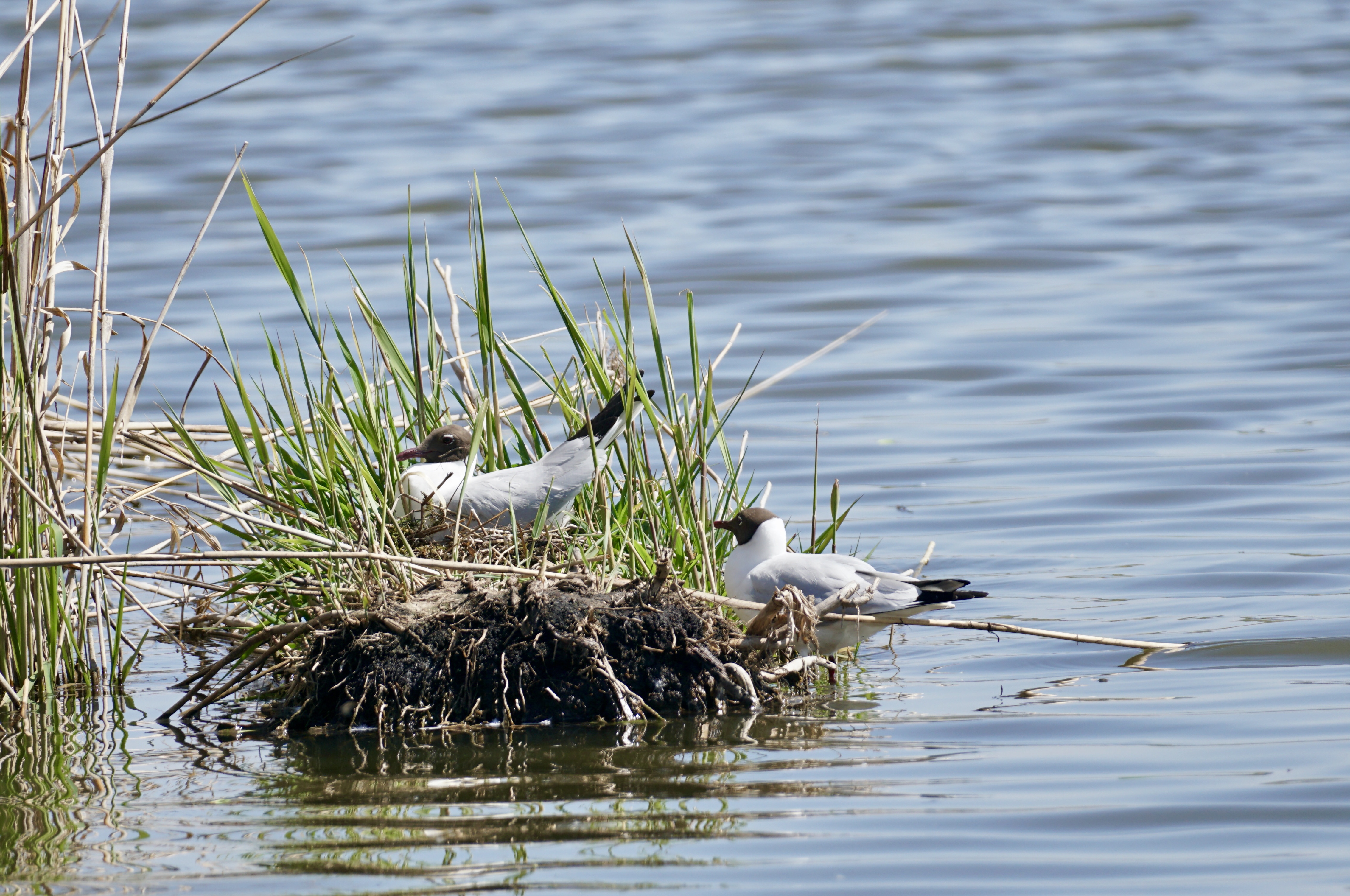 Green reeds sprout on a gull’s nest, surrounded by the crying flock.