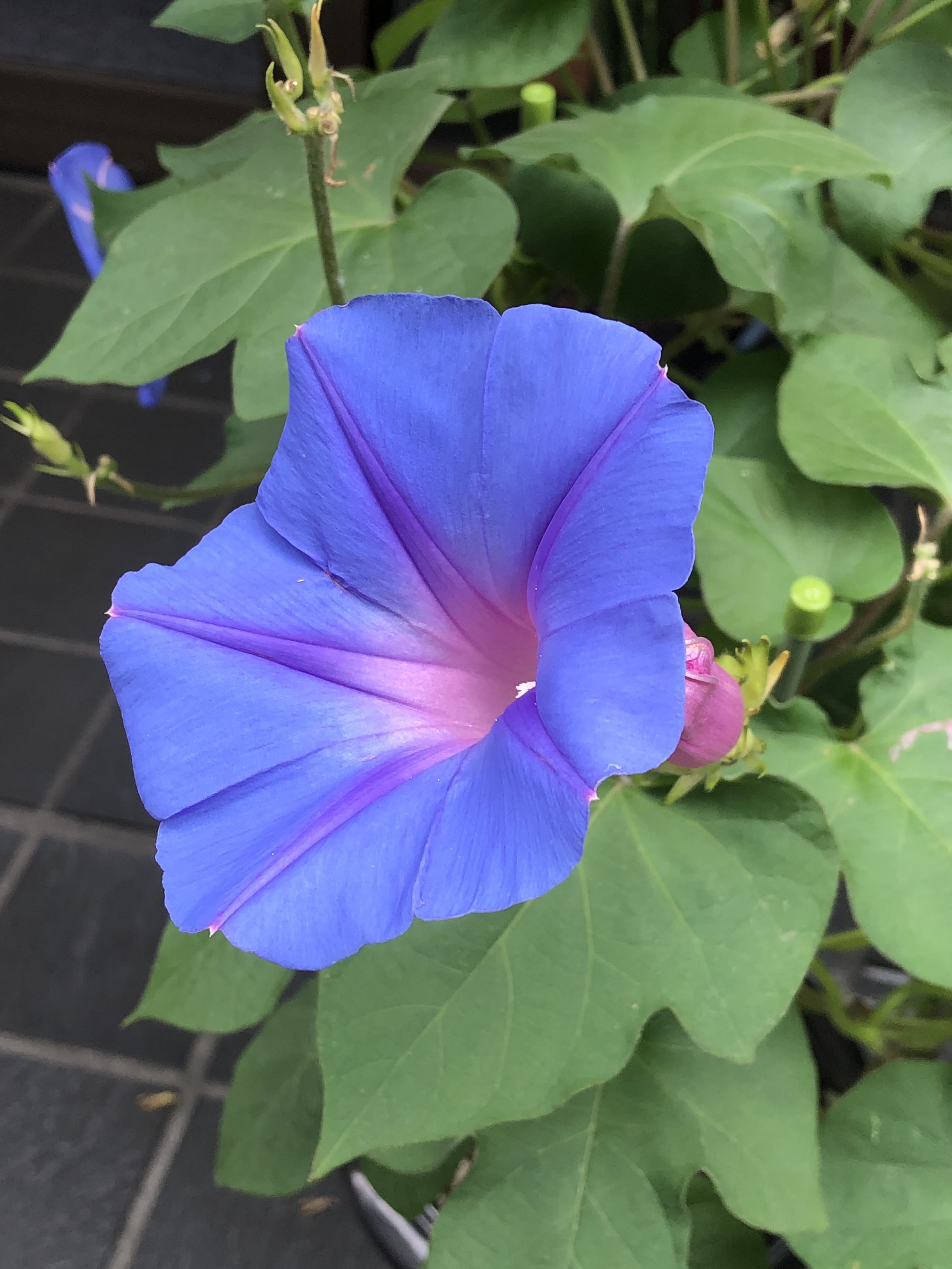 The summer’s edge, Morning glories blooming still, a bee‘s buzz nears.